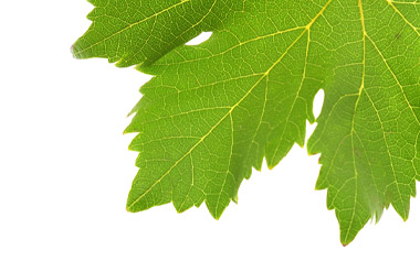 white wine grapes